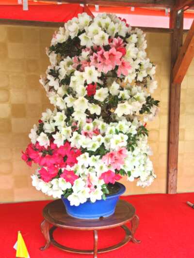鹿沼さつき祭り