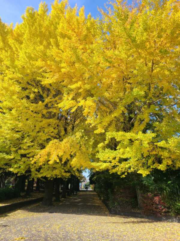 イチョウの木(近景)