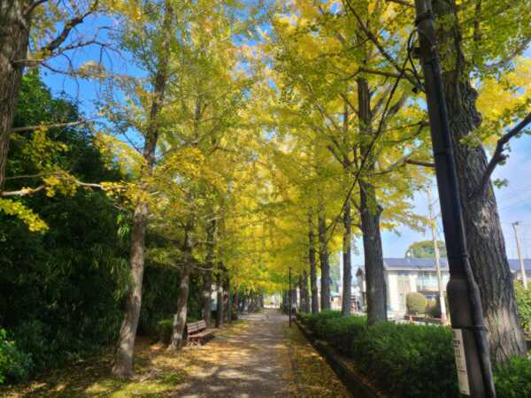 イチョウの木(青空)