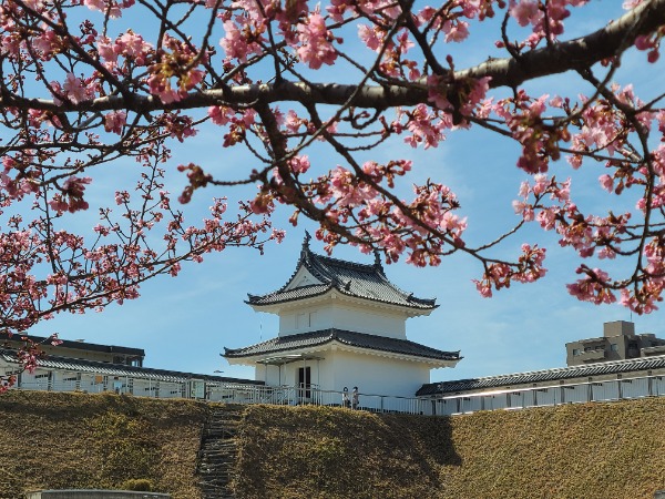 宇都宮城址公園の河津桜