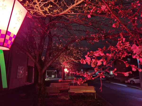 新川沿いに続く長い桜並木