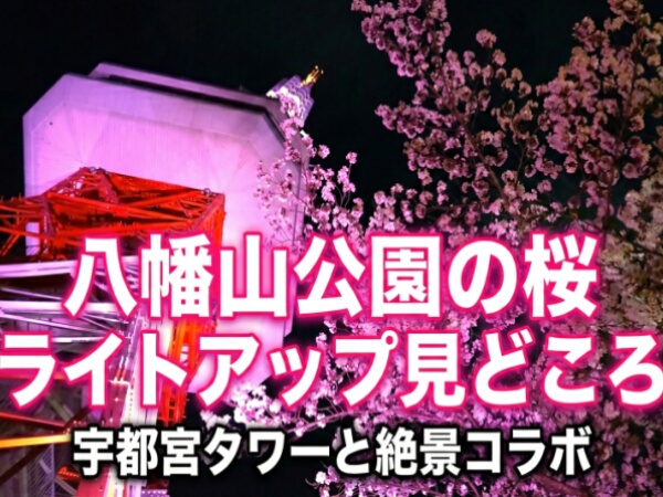 【2026年版】八幡山公園の満開の桜とライトアップされた宇都宮タワーの夜景