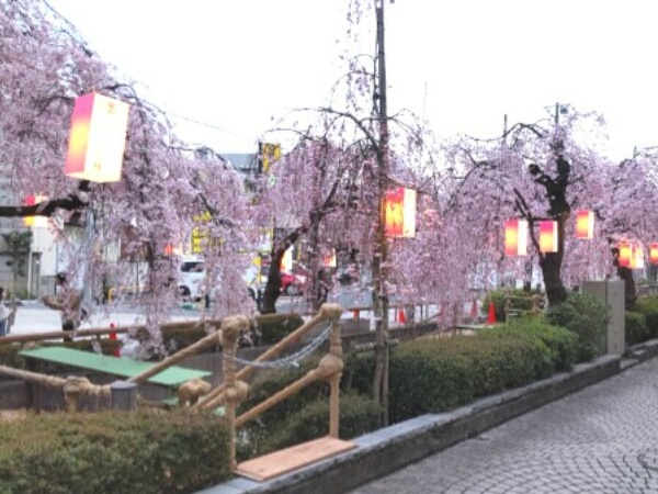 釜川の川床としだれ桜