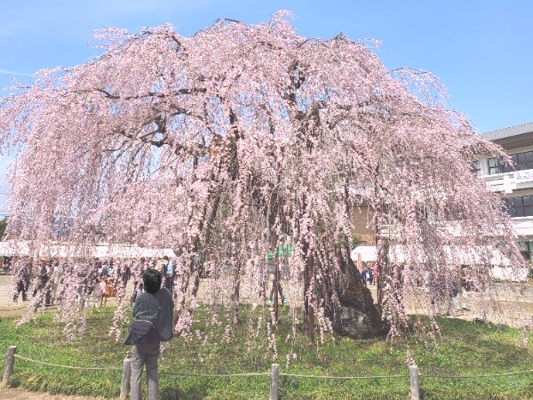 孝子桜 満開の巨大しだれ桜（2025年撮影）