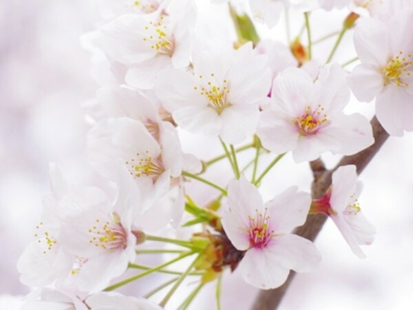 日光街道の桜トンネル