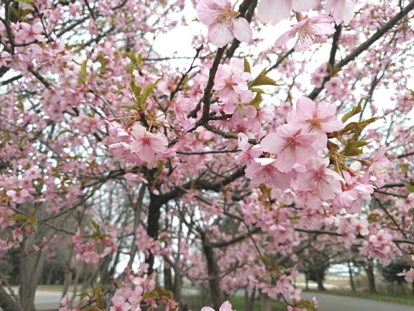みずほの森自然公園の山桜