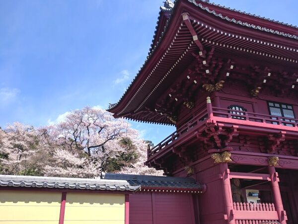 赤門慈光寺のしだれ桜と赤門