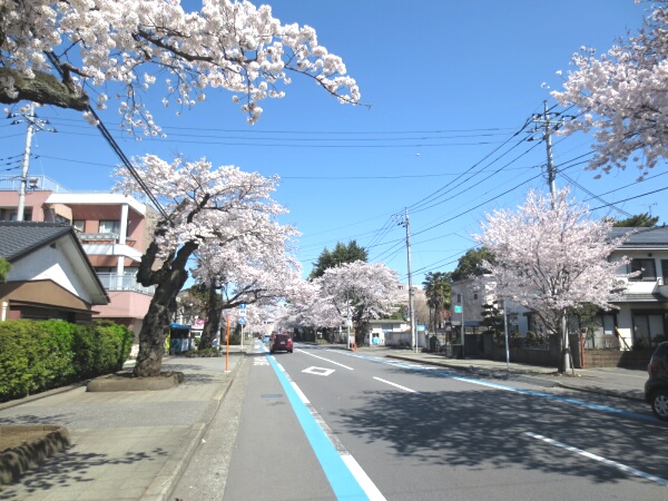 宇大工学部前の桜並木