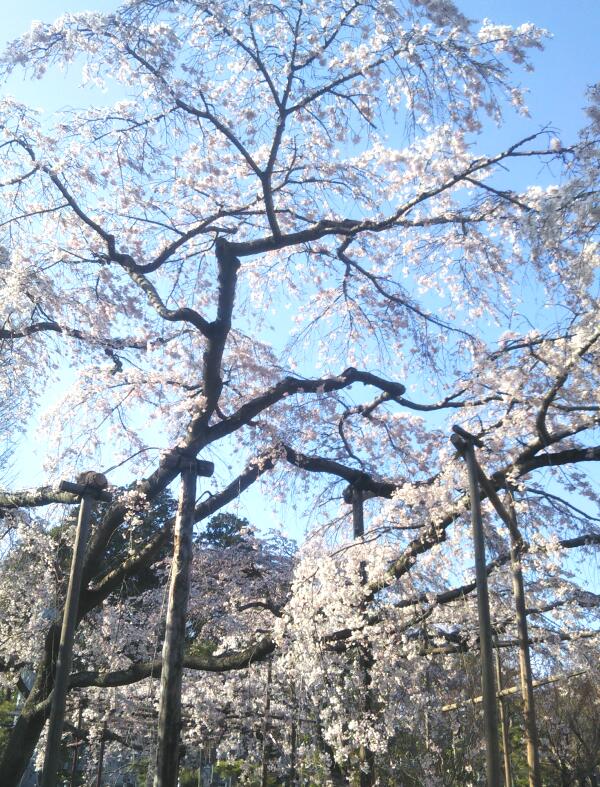 境内から見上げるしだれ桜