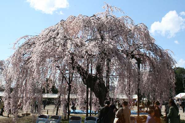 校舎を覆う桜のカーテン