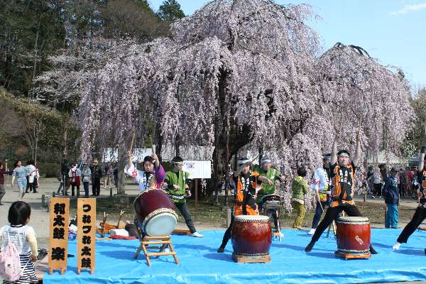 孝子桜 満開の姿