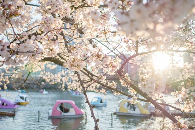 上野恩賜公園のお花見・桜