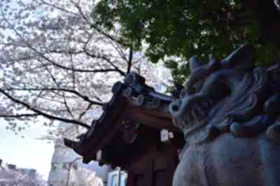 靖国神社のお花見・桜