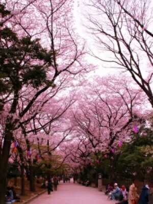 飛鳥山公園のお花見・桜