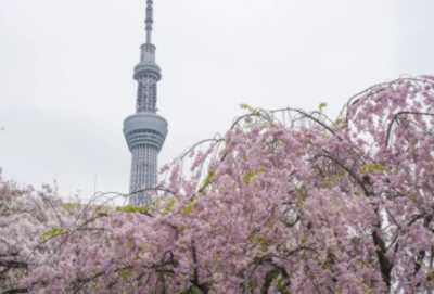 隅田公園のお花見・桜