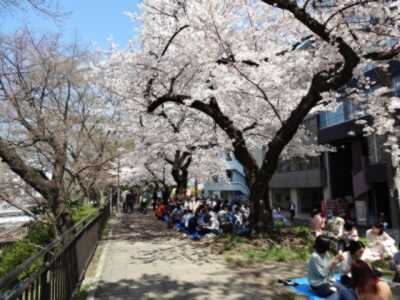 千代田区立外濠公園のお花見・桜